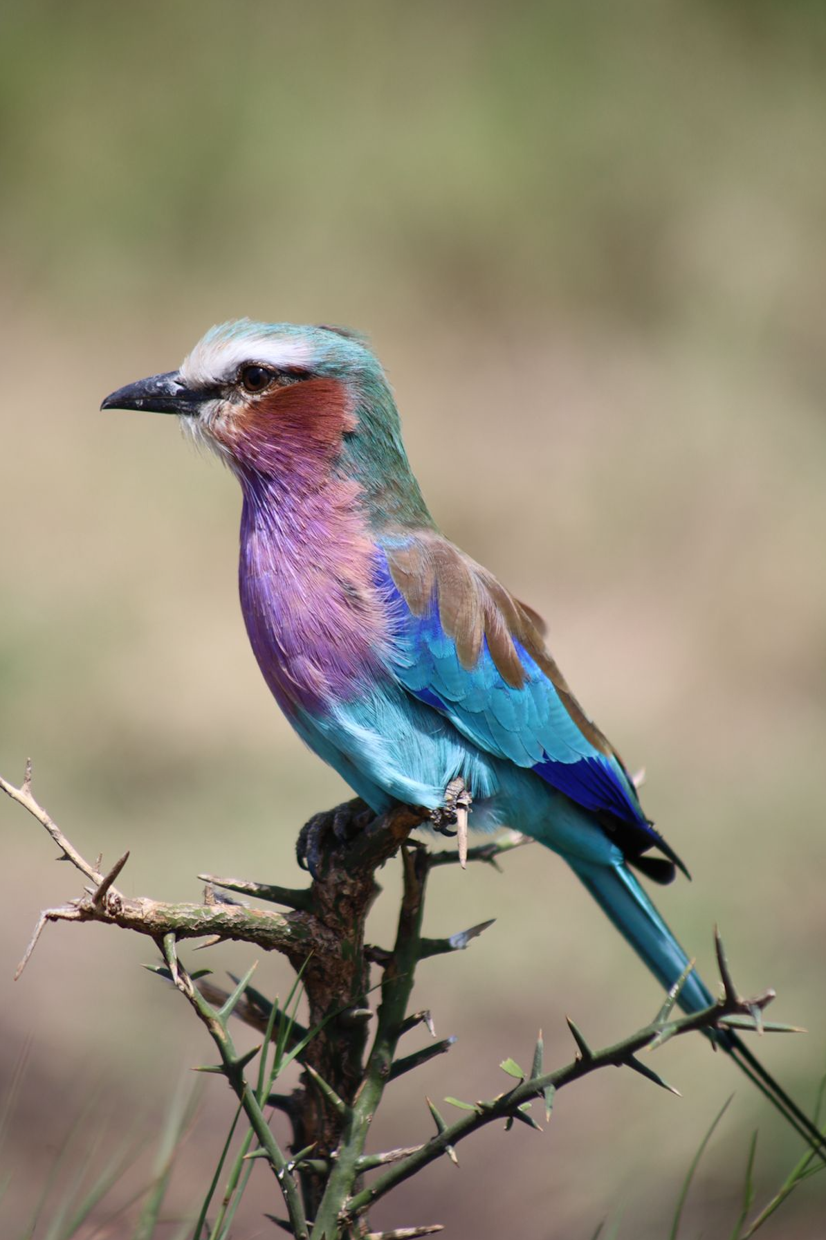 Captura de Pantalla 2025-09-16 a la(s) 14.25.25